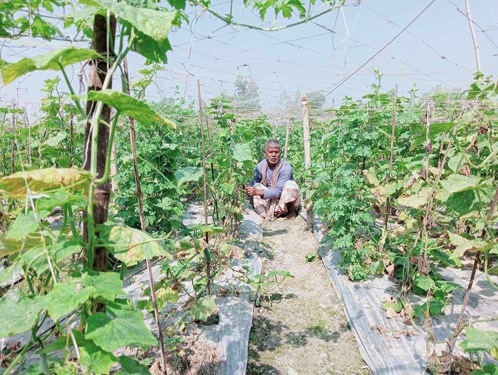 Cucumber Plot by following organic agricuture practice