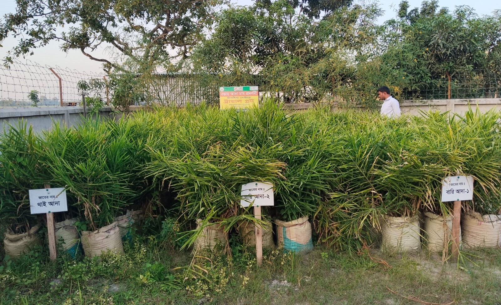 Demonstration plot on Zinger cultivation under PEER project at Pirgonj area