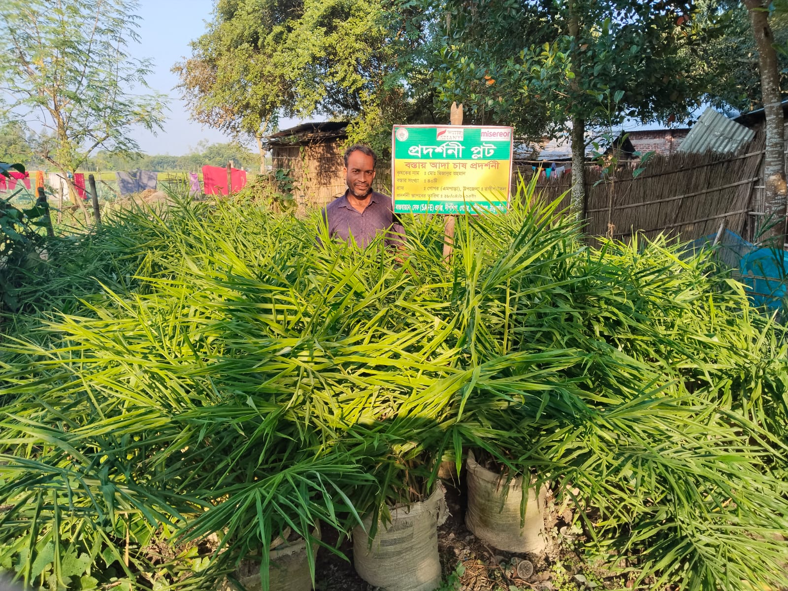 Demonstration plot on Zinger cultivation under PEER project at Pirgonj area..