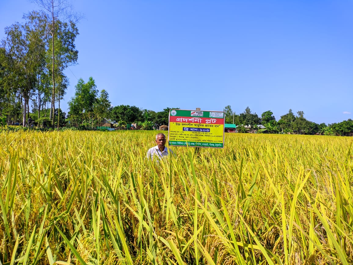 Demonstration plot on new techology of crop production by Dipshikha PEER project , Pirgonj