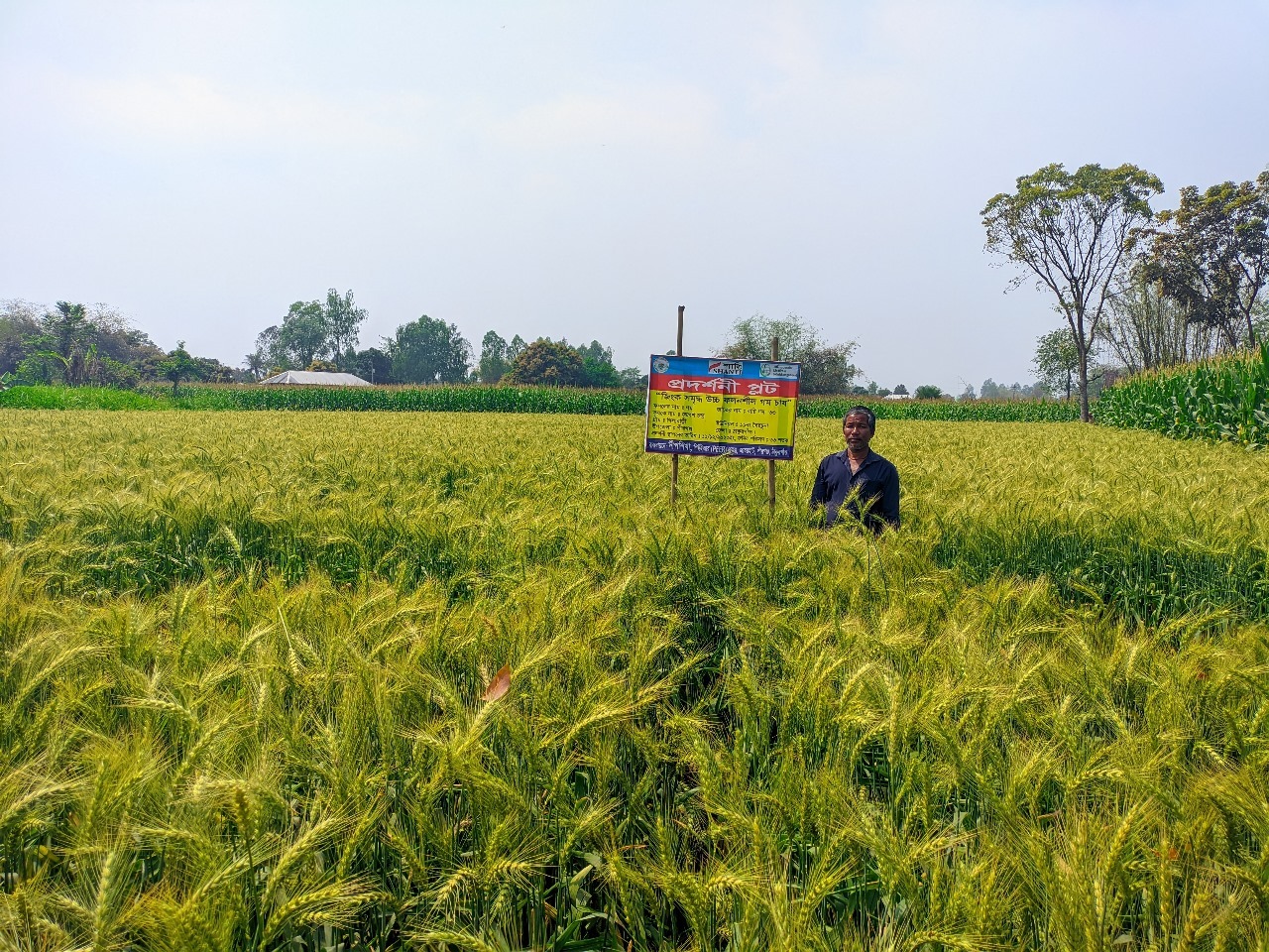 Deonstration plot on wheat at Pirgonj area